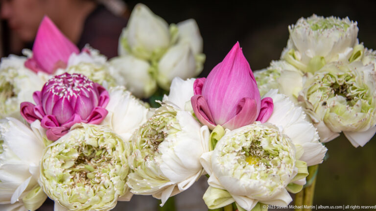 Pink lotus buds and open white lotus flowers arranged together as offerings.