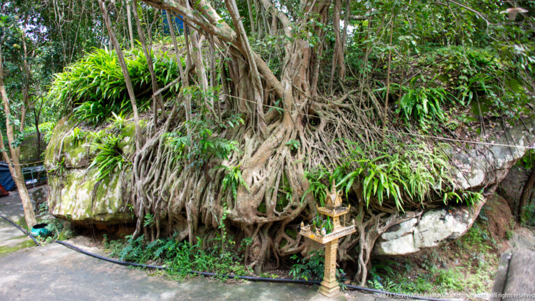 Large tree roots wrapped around a pale boulder beside a small shrine pedestal.
