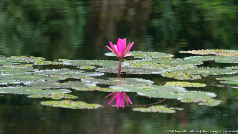 Pink lotus flower and its reflection above dark water dotted with floating leaves.