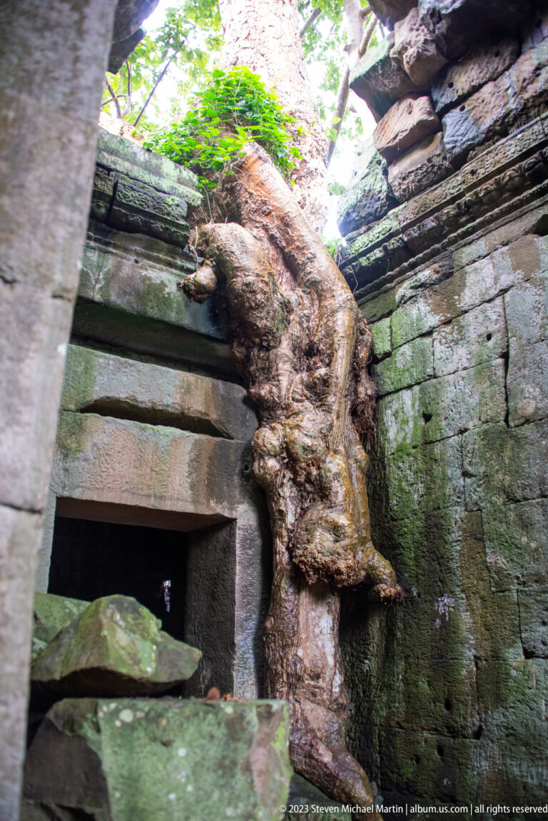 Large tree trunk and roots growing over a sandstone doorway inside a mossy ruined chamber.