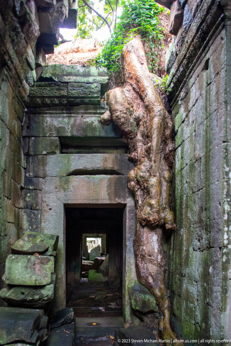 Thick tree trunk crossing the corner of a sandstone doorway in a damp ruined chamber.