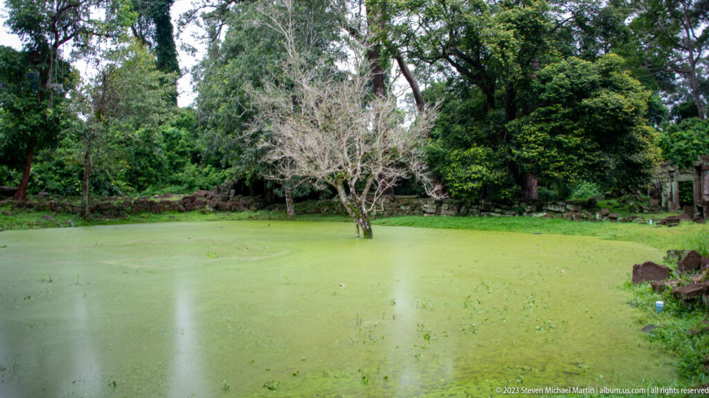 Wide green duckweed-covered pond surrounded by trees and low temple ruins.