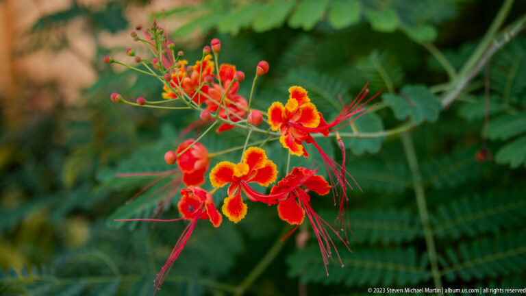 Red and yellow peacock flowers with long crimson stamens against a blurred green garden background.