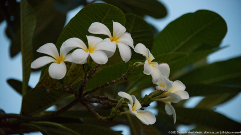 White frangipani flowers with yellow centers growing among broad dark-green leaves.