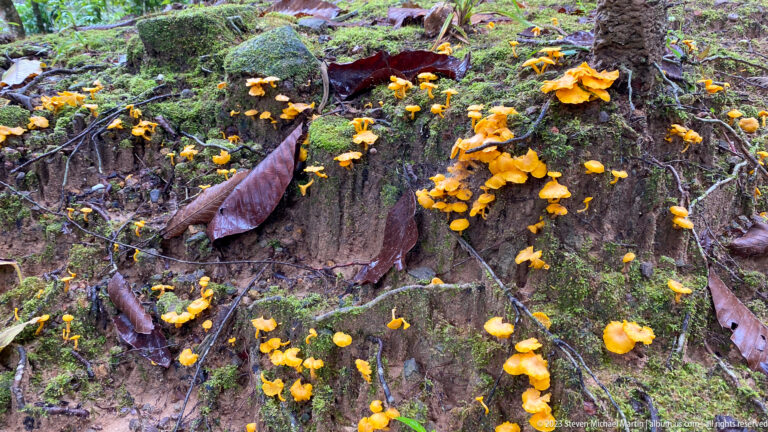 Clusters of small orange fungi growing across damp soil, roots, leaves, and decaying wood.