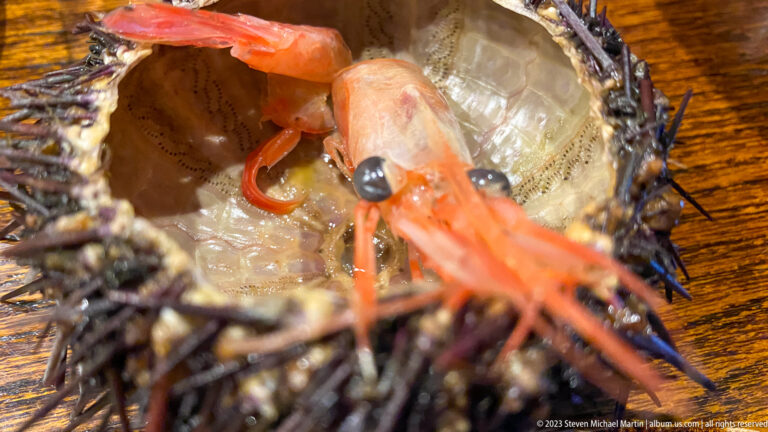 Close-up of a translucent orange shrimp resting inside a spiny sea urchin shell.