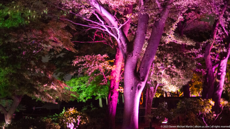 Large garden trees illuminated in pink with green accents below the canopy.