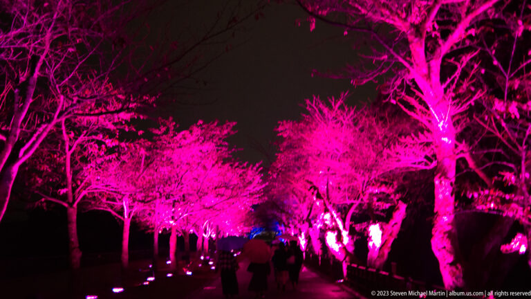 Visitors walk along a path beneath mature trees illuminated in vivid magenta.