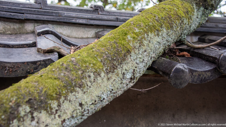 Moss-covered cylindrical roof element crossing dark traditional ceramic tiles with exposed roots and weathering.
