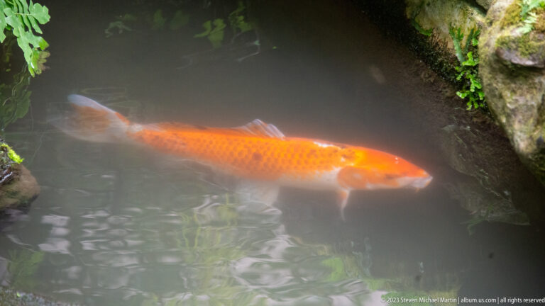 Large orange koi swimming through dark water beside a mossy rock edge.