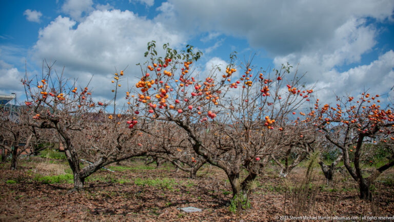 Leafless orchard trees covered with orange persimmons beneath a partly cloudy sky.
