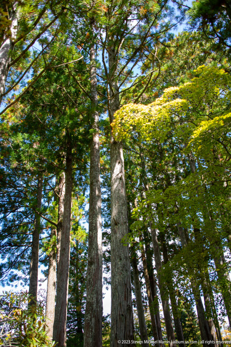 Tall conifer trunks rise into a sunlit green canopy in the forest at Koyasan.