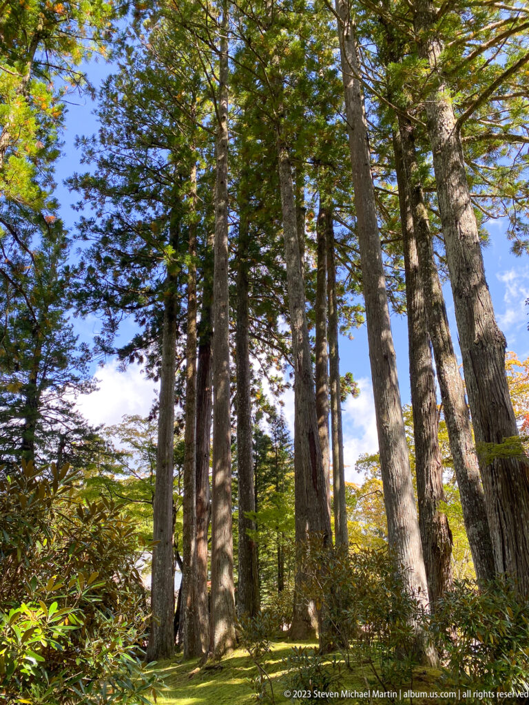 Tall conifers rising from a shaded grove with shrubs and patches of sunlight.