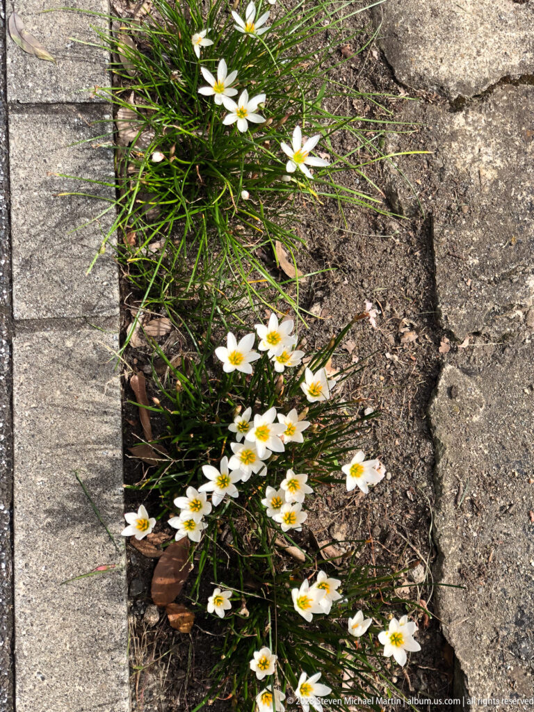 White flowers growing beside stone pavement in its surrounding Kyoto setting.