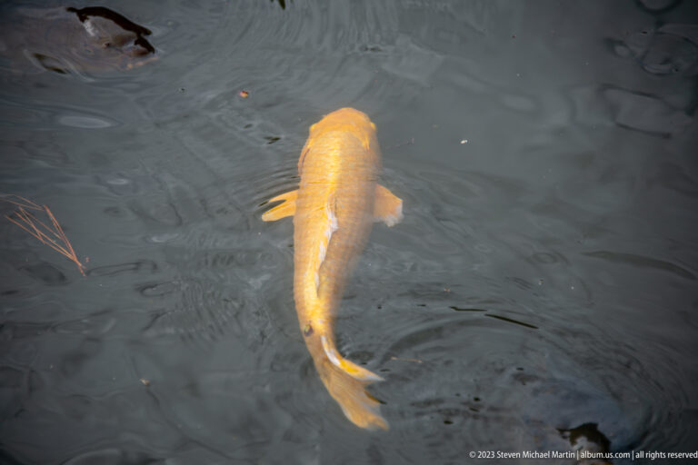 Golden koi swimming beneath dark rippling pond water, viewed from above.