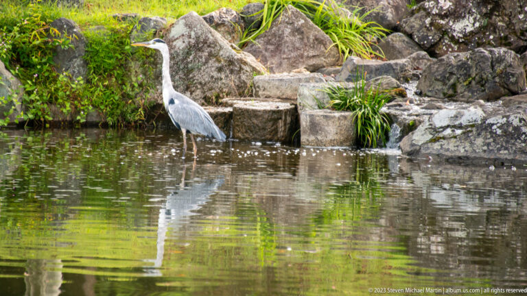 Grey heron standing on rocks beside a reflective garden pond.