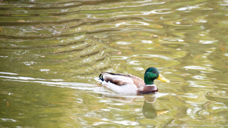 Male mallard with green head and yellow bill swimming across reflective water.