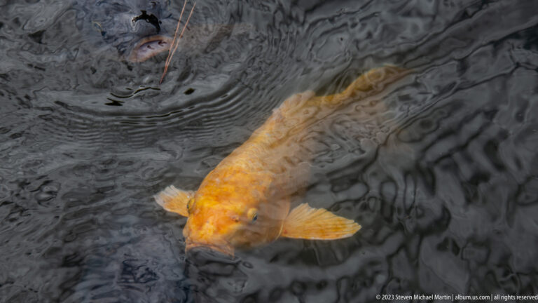 Golden koi viewed from above beneath dark rippling pond water.