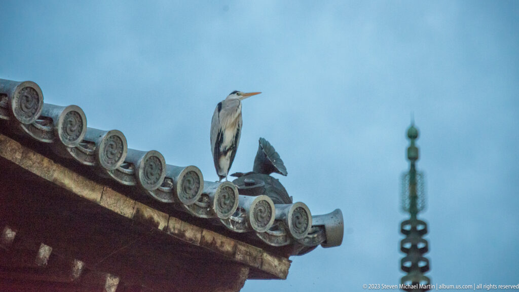 Gray heron on a temple roof with a pagoda in the background.