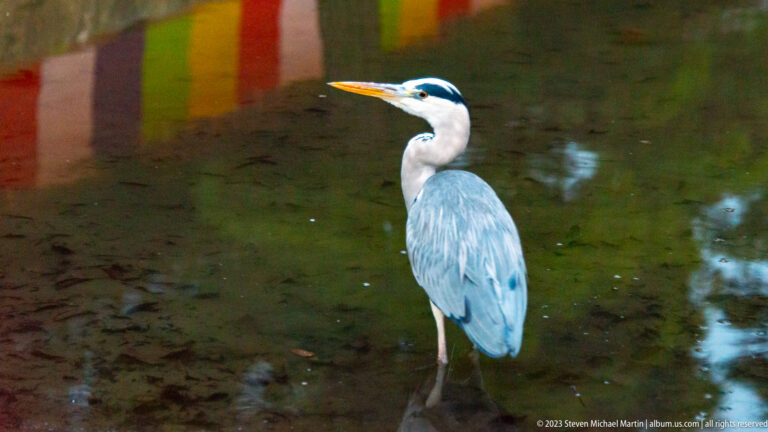 Heron standing in shallow water shown at night with the principal architectural, landscape, or street details visible in the composition.