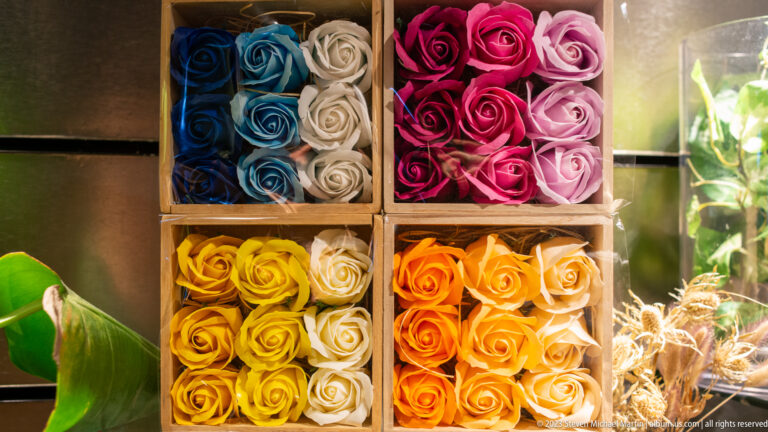 Colorful boxed roses in florist display shown at night with the principal architectural, landscape, or street details visible in the composition.