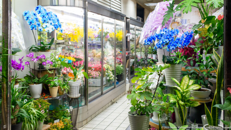 Flower shop entrance crowded with blue orchids, colorful blossoms, and potted green plants.