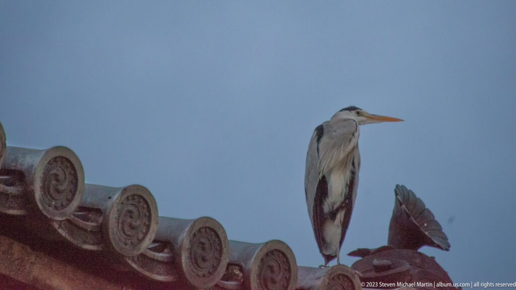 Gray heron perched on Tō-ji temple roof shown at night with the principal architectural, landscape, or street details visible in the composition.