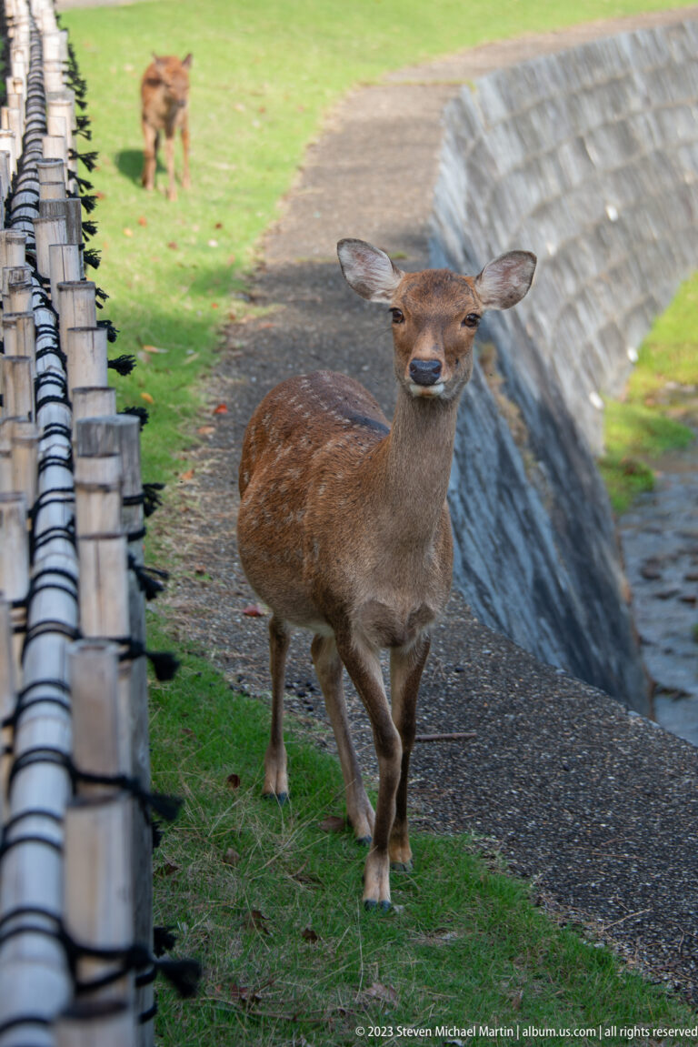Spotted sika deer standing on a paved path beside a low tiled wall in Nara Park.