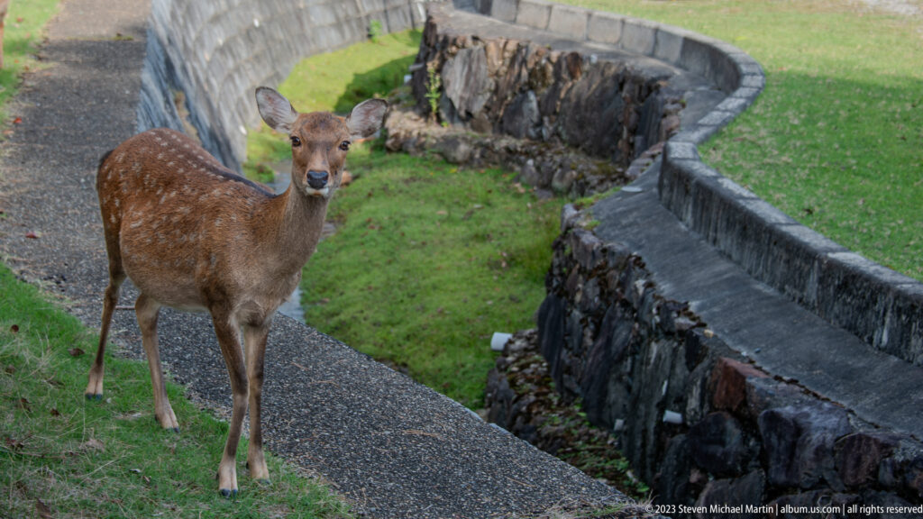 Young spotted sika deer on a walkway beside a curved stone drainage channel.
