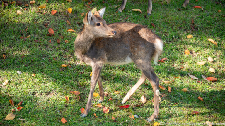 Spotted sika deer fawn standing in sunlit grass among scattered leaves.