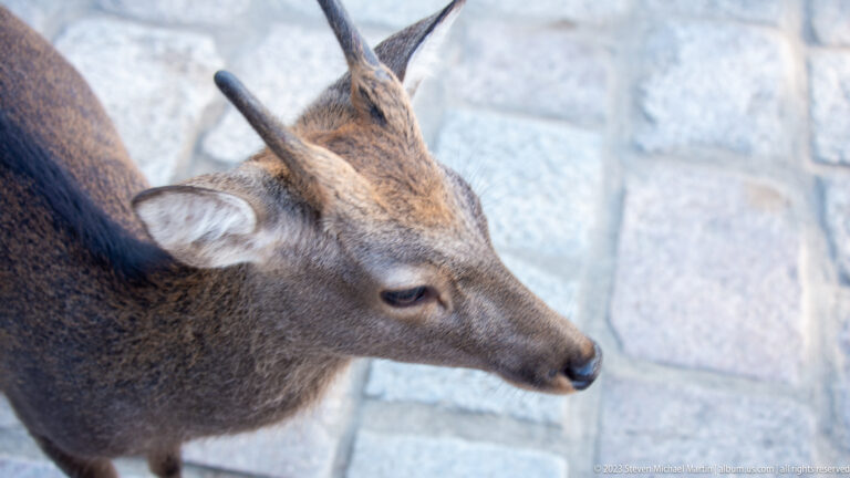 Close profile of a sika deer with short antlers against pale stone paving.