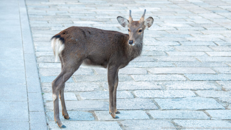 Young male sika deer with short antlers standing on pale stone paving.