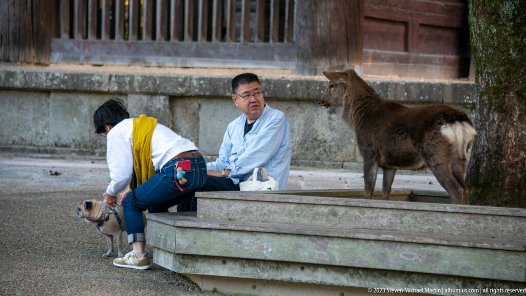 Two visitors sitting and bending near free-roaming sika deer beside a temple building.