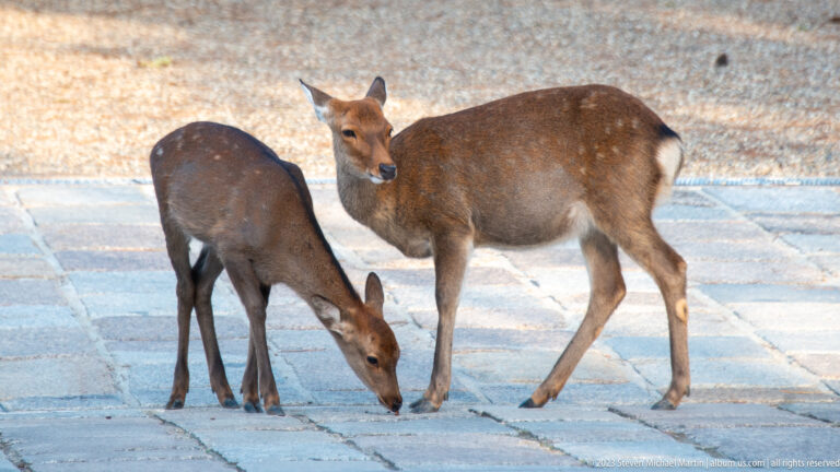Two sika deer on stone paving, one foraging with its head lowered and one standing.