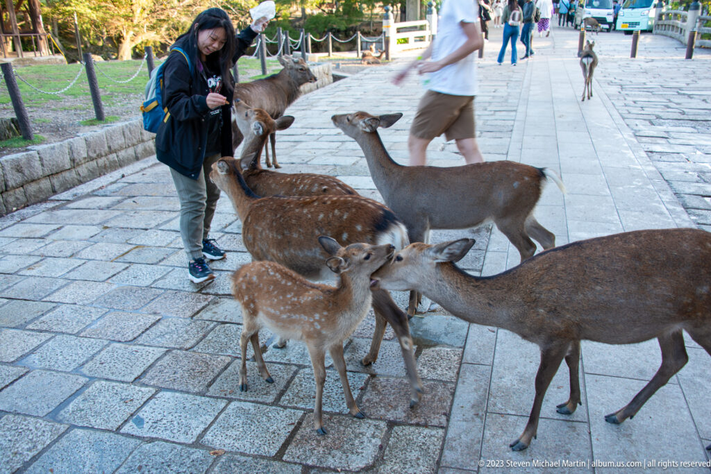 Several sika deer, including a spotted fawn, gather around visitors on a stone walkway in Nara Park.