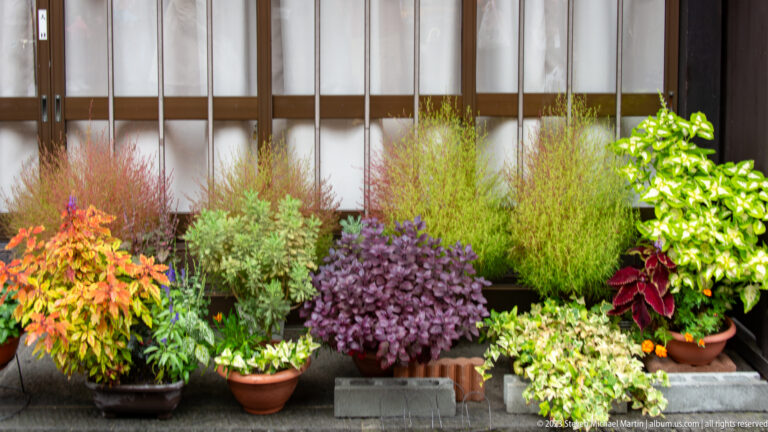 Colorful potted foliage plants in green, red, purple, and yellow line the base of a traditional wooden building.