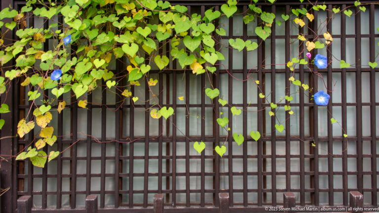 Blue morning glory flowers and heart-shaped leaves climb across a dark wooden lattice window.