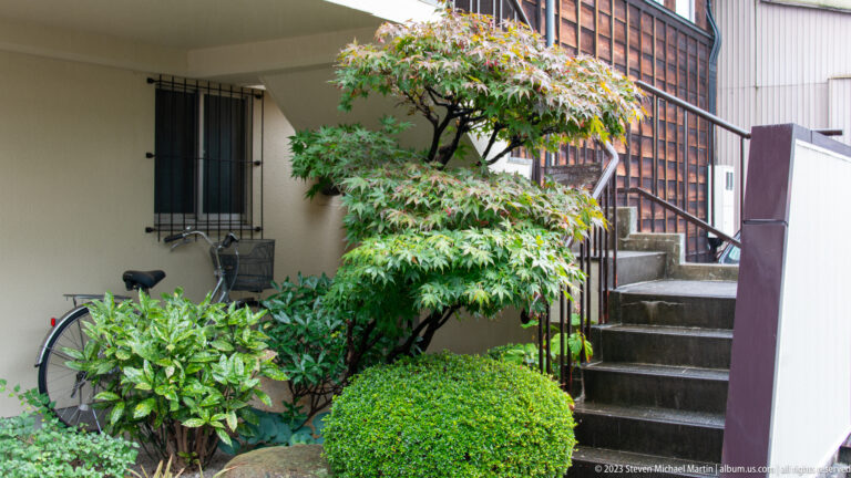 Small residential garden with clipped shrubs, maple tree, bicycle, concrete stair, and timber lattice building beyond.