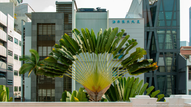Fan-shaped traveler’s palm in front of a modern building with Chinese characters.