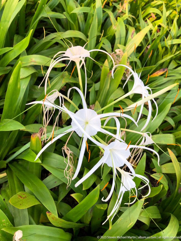 White spider lily blossoms with long narrow petals and orange-tipped stamens.