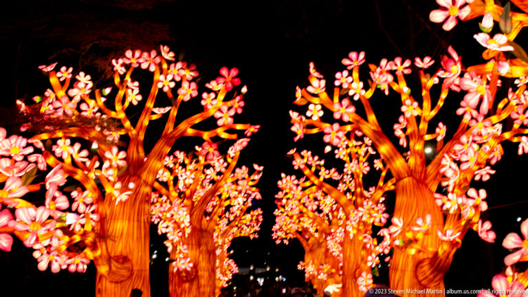 Dense grouping of glowing amber tree lanterns covered with pink blossoms against a black night sky.