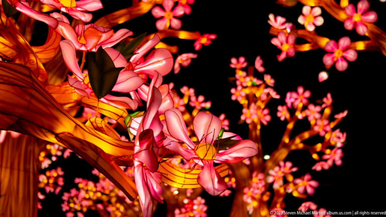 Close pink blossom lanterns and amber branches in focus, with softer glowing flowers behind.