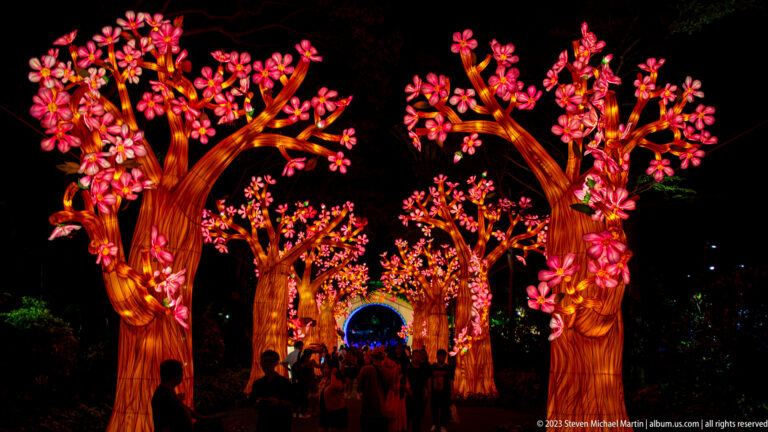 Visitors walking beneath rows of glowing pink blossom trees along a nighttime garden path.