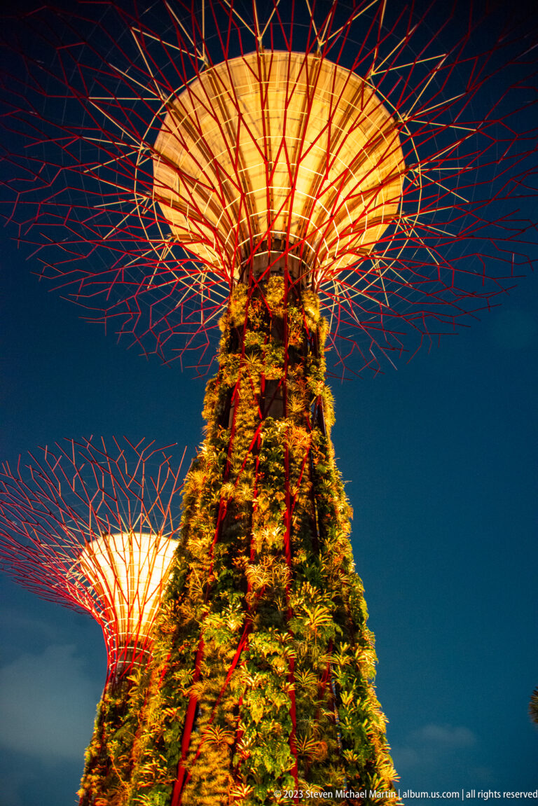 Low-angle night view of one large illuminated Supertree with two smaller Supertrees against a deep blue sky.