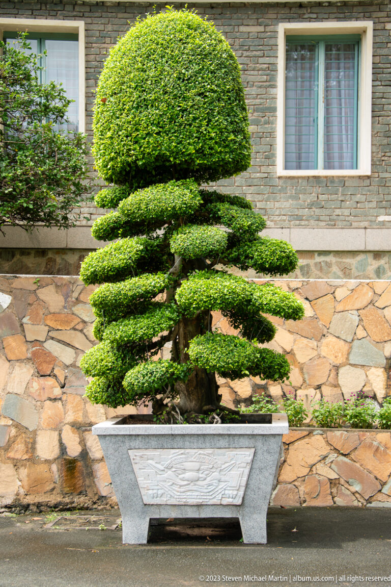 Tiered cloud-pruned ornamental tree in a carved rectangular stone planter beside a wall and window.