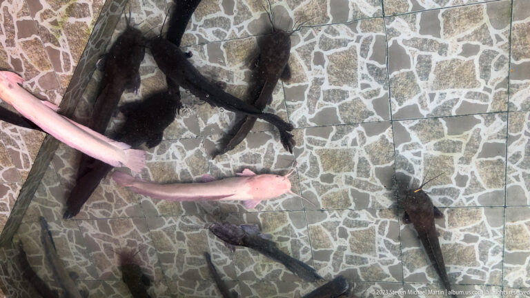 Pale pink and dark catfish-like fish swimming above a mosaic-patterned pond floor.