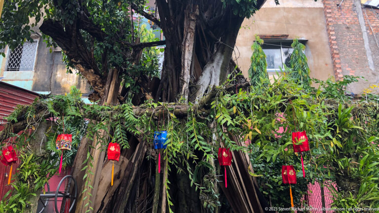 Red and blue wish ornaments hanging among the roots and green foliage of a large courtyard tree.