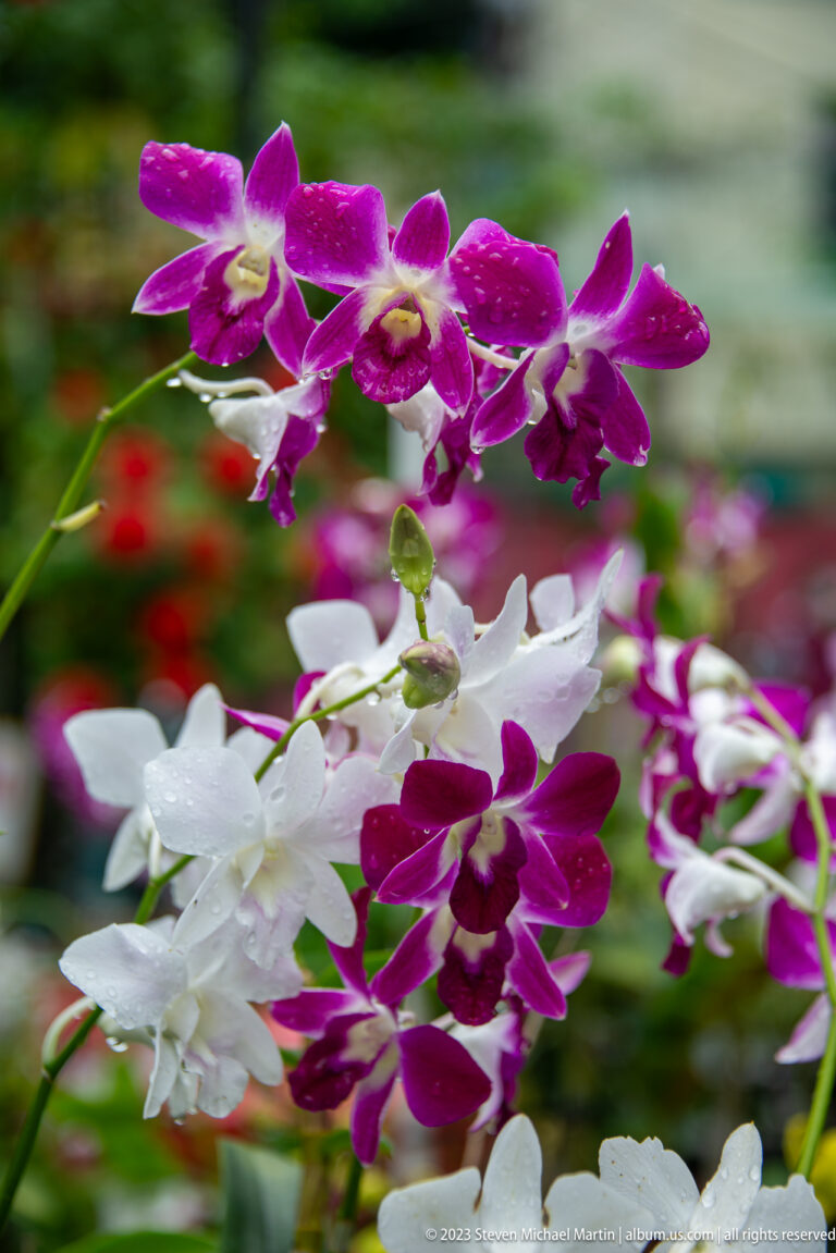 Purple and white orchid blossoms in sharp focus against a blurred green garden background.