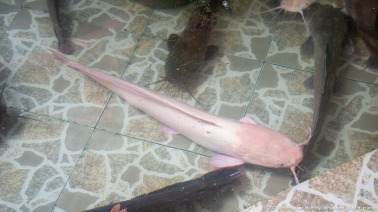 Large pale pink catfish-like fish swimming over a patterned stone-lined pond.