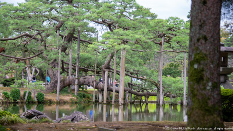 Low spreading pine branches supported by wooden props above a reflective pond in a Japanese garden.